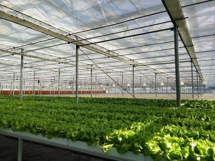 vegetable-greenhouse